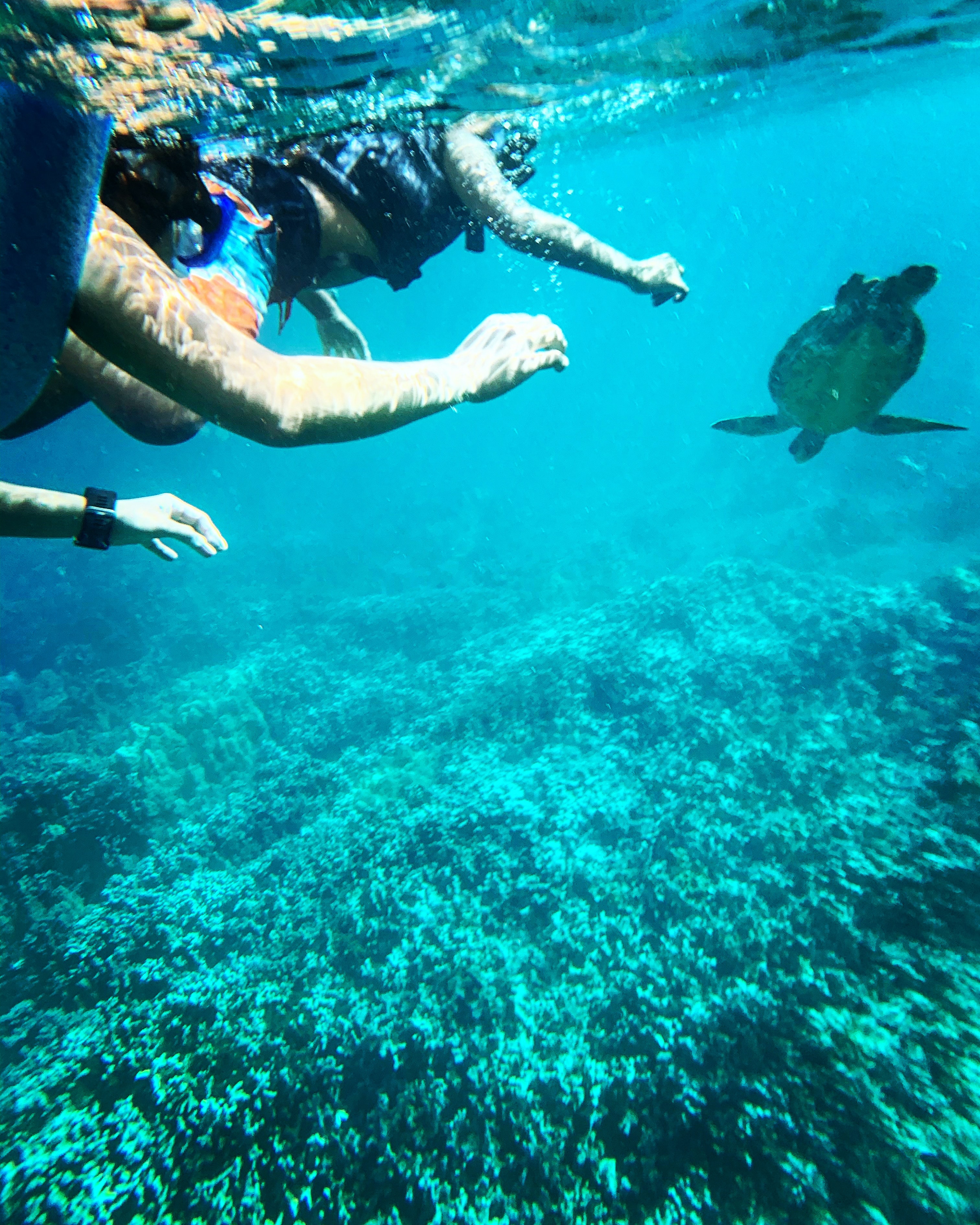 people snorkeling